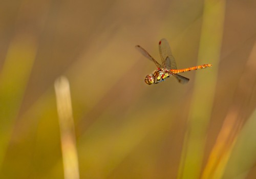 sympetrum striolatum  le sympetrum strie  male