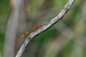 sympetrum vulgatum sympetrum commun couple sympetrum vulgatum sympetrum commun couple