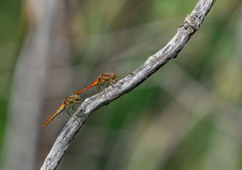 sympetrum vulgatum  sympetrum commun  couple