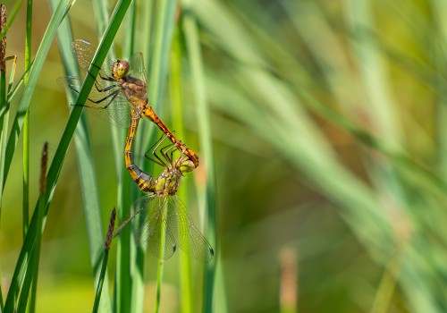 sympetrum vulgatum  sympetrum commun  couple