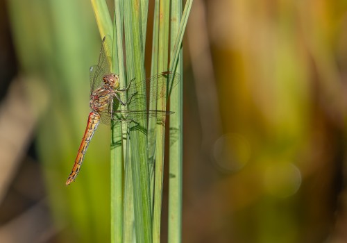 sympetrum vulgatum  sympetrum commun  femelle