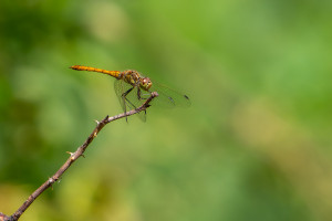 sympetrum vulgatum sympetrum commun male sympetrum vulgatum sympetrum commun male