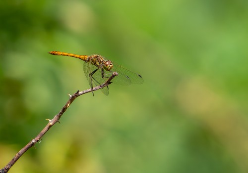 sympetrum vulgatum  sympetrum commun  male