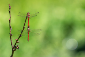 sympetrum vulgatum sympetrum commun male sympetrum vulgatum sympetrum commun male