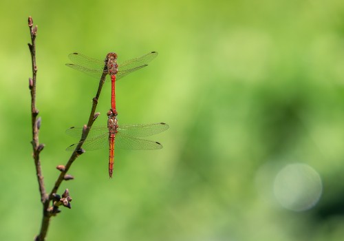 sympetrum vulgatum  sympetrum commun  male