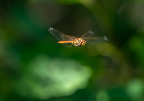 sympetrum vulgatum  sympetrum commun  male