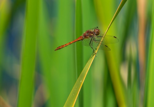 sympetrum vulgatum  sympetrum commun  male