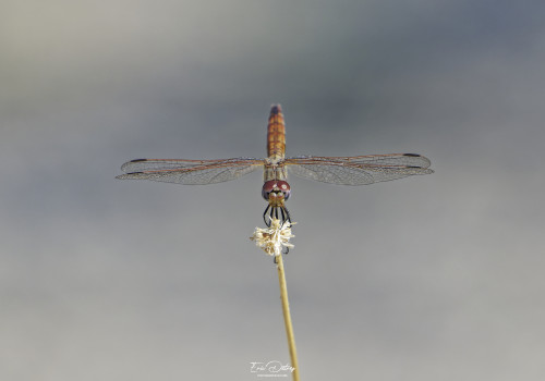 trithemis annulata trithemis pourpre femelle 11 dxo trithemis annulata trithemis pourpre femelle 11 dxo