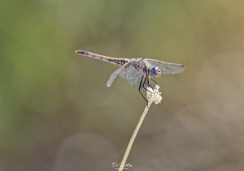 trithemis annulata trithemis pourpre femelle 12 dxo trithemis annulata trithemis pourpre femelle 12 dxo
