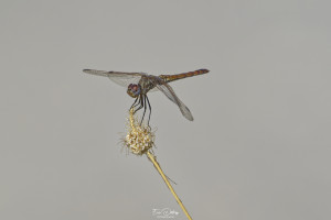 trithemis annulata trithemis pourpre femelle 16 dxo trithemis annulata trithemis pourpre femelle 16 dxo