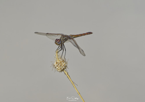 trithemis annulata trithemis pourpre femelle 16 dxo trithemis annulata trithemis pourpre femelle 16 dxo