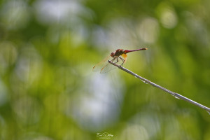 trithemis annulata trithemis pourpre male 11 2 dxo trithemis annulata trithemis pourpre male 11 2 dxo