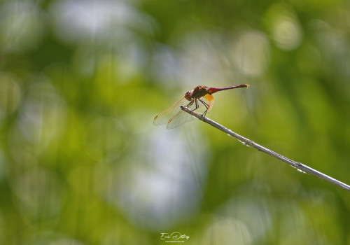 trithemis annulata trithemis pourpre male 11 2 dxo trithemis annulata trithemis pourpre male 11 2 dxo