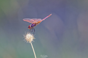 trithemis annulata trithemis pourpre male 12 dxo trithemis annulata trithemis pourpre male 12 dxo