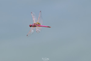 trithemis annulata trithemis pourpre male 14 dxo trithemis annulata trithemis pourpre male 14 dxo
