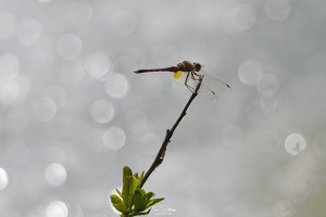 trithemis annulata trithemis pourpre male 15 dxo trithemis annulata trithemis pourpre male 15 dxo