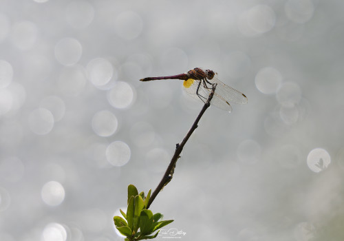 trithemis annulata trithemis pourpre male 15 dxo trithemis annulata trithemis pourpre male 15 dxo