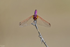 trithemis annulata trithemis pourpre male 18 dxo trithemis annulata trithemis pourpre male 18 dxo