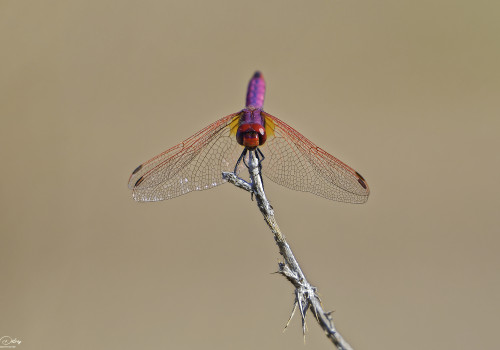 trithemis annulata   trithemis pourpre male 18 dxo