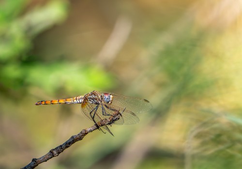 trithemis annulata  le trithemis pourpre  femelle