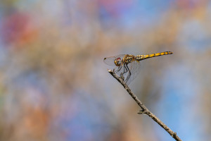 trithemis annulata le trithemis pourpre femelle trithemis annulata le trithemis pourpre femelle