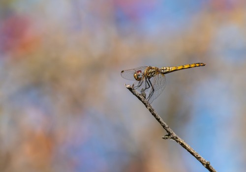 trithemis annulata  le trithemis pourpre  femelle