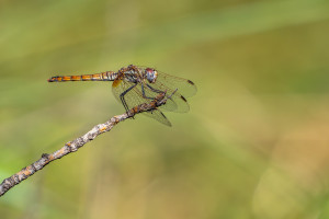 trithemis annulata le trithemis pourpre femelle trithemis annulata le trithemis pourpre femelle