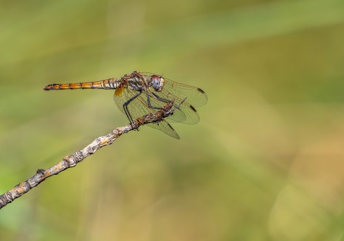 trithemis annulata  le trithemis pourpre  femelle