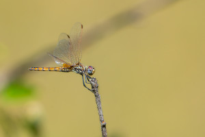 trithemis annulata le trithemis pourpre femelle trithemis annulata le trithemis pourpre femelle