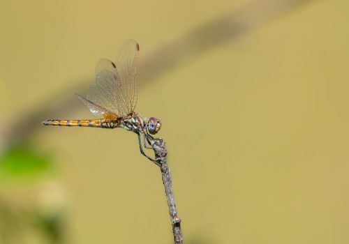 trithemis annulata  le trithemis pourpre  femelle