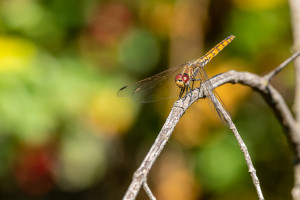 trithemis annulata le trithemis pourpre femelle trithemis annulata le trithemis pourpre femelle