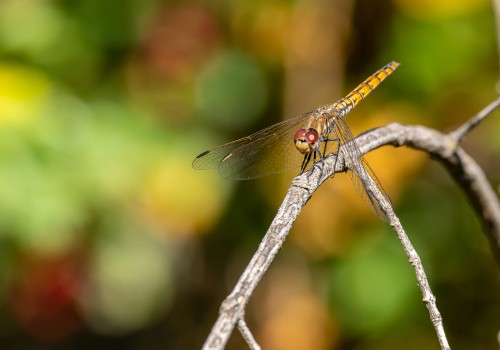 trithemis annulata  le trithemis pourpre  femelle