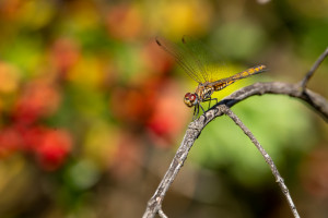 trithemis annulata le trithemis pourpre femelle trithemis annulata le trithemis pourpre femelle