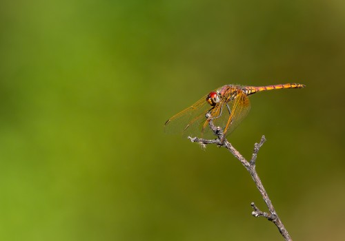trithemis annulata  le trithemis pourpre  male