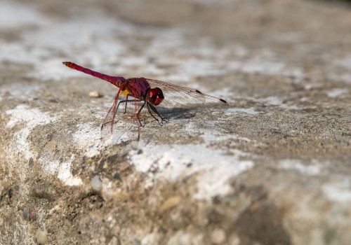 trithemis annulata  le trithemis pourpre  male 10