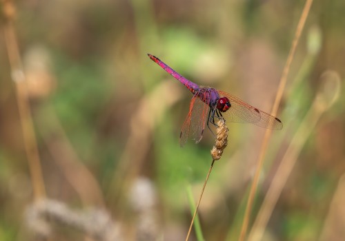 trithemis annulata  le trithemis pourpre  male