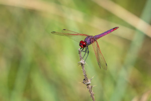 trithemis annulata le trithemis pourpre male trithemis annulata le trithemis pourpre male