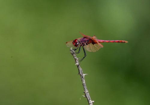 trithemis annulata  le trithemis pourpre  male 13
