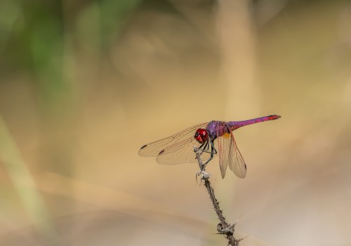 trithemis annulata  le trithemis pourpre  male