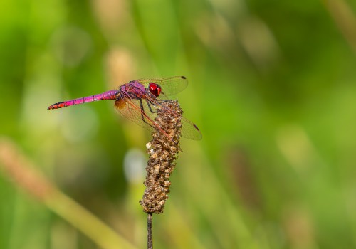 trithemis annulata  le trithemis pourpre  male