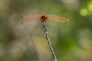 trithemis annulata le trithemis pourpre male 15 trithemis annulata le trithemis pourpre male 15