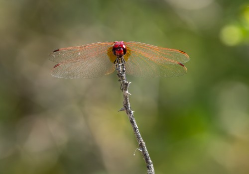 trithemis annulata  le trithemis pourpre  male 15