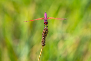 trithemis annulata le trithemis pourpre male trithemis annulata le trithemis pourpre male