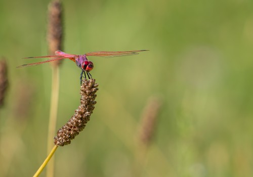 trithemis annulata  le trithemis pourpre  male