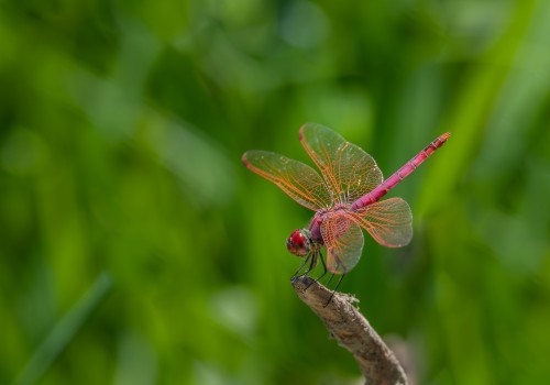 trithemis annulata  le trithemis pourpre  male