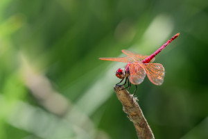 trithemis annulata le trithemis pourpre male trithemis annulata le trithemis pourpre male