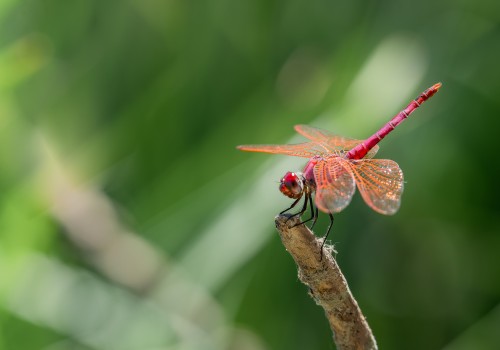 trithemis annulata  le trithemis pourpre  male