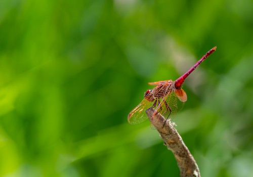 trithemis annulata  le trithemis pourpre  male 6