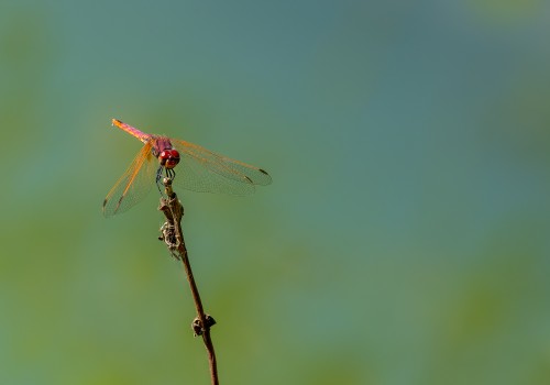 trithemis annulata  le trithemis pourpre  male