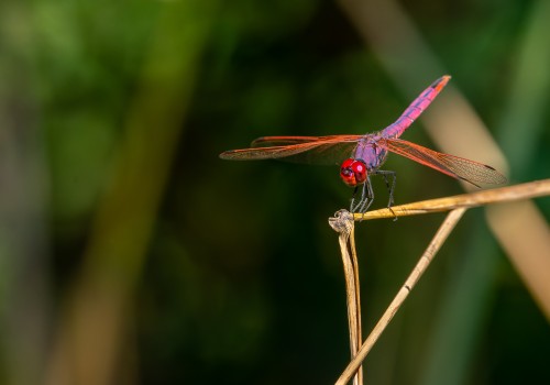 trithemis annulata  le trithemis pourpre  male